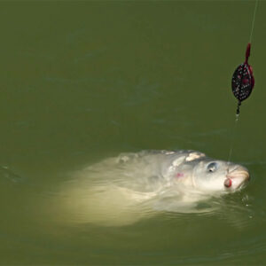 Delphin Method QUIX Method Feeder kosár