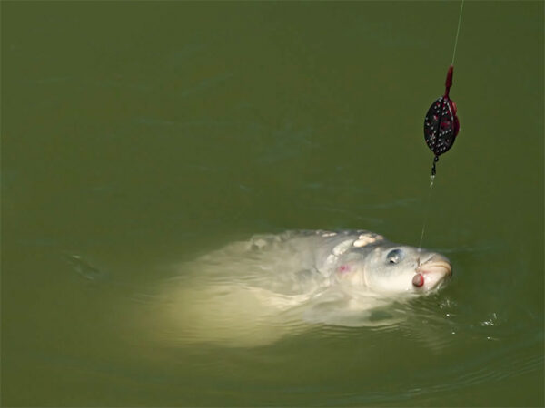 Delphin Method QUIX Method Feeder kosár