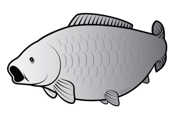Öntapadó ponty SILVER